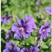 Produktbild Pracht Storchschnabel - Geranium magnificum