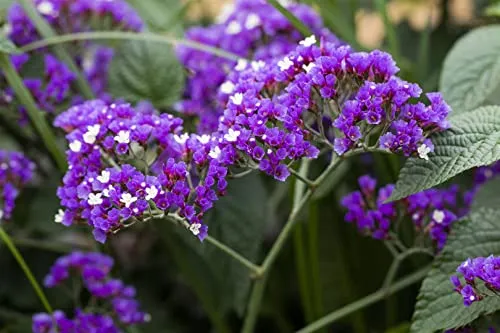 Limonium latifolium – Winterharter Strandflieder im 9x9 cm Topf - Blumensamen & -pflanzen: Pflegeleichte, mehrjährige Staude mit lavendelblauen Rispen, ideal für Beet, Steingarten und Trockenblumen. Bienenfreundlich und robust, blüht von Sommer bis Herbst.