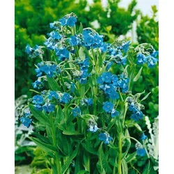 Cynoglossum nervosum P 0,5 Hunds-Zunge, Bienenweide, winterhart