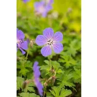 Geranium Himalayense Baby Blue Himalaya Storchschnabel Ca. 9x9 cm Topf