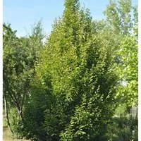 Säulen Hainbuche 100-125cm