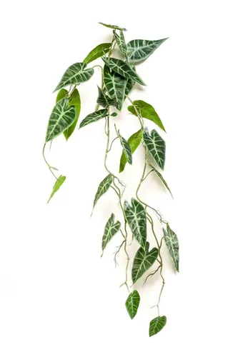 Künstliche Zimmerpflanze Alocasia sanderiana auf Steckstab, 80 cm, grün - Hochwertige künstliche Alocasia sanderiana, ideal für dekorative Akzente in Innenräumen. Pflegeleicht und langlebig, perfekt für jeden Raum.