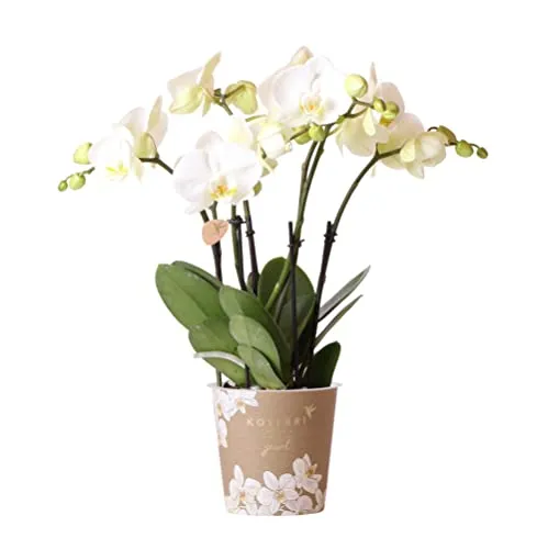 Produktbild Kolibri Orchids | Weiße Schmetterlings-Orchidee Ø12cm
