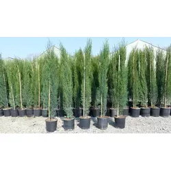 15x Mittelmeerzypresse 160 cm - Premium Toskana Zypressen - Bäume, Sträucher & Hecken - 15 hochwertige Säulenzypressen, winterhart und ideal für Garten oder Kübel, setzen Sie beeindruckende Akzente!
