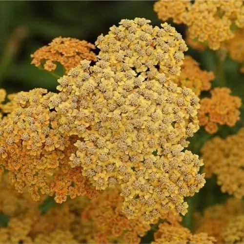Blumixx Stauden Achillea Millefolium-Hybride 'Terracotta' – Schafgarbe, winterhart, mehrjährig, pflegeleicht, terrakotta-orange Blüten, Bienenweide, ideal für Beet & Naturgarten