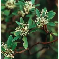 Produktbild Tasmanischer Bergpfeffer (Drimys lanceolata) 40-60cm