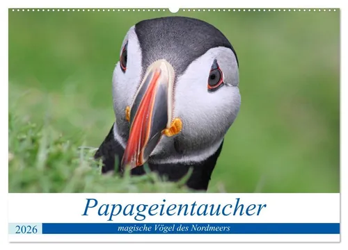 CALVENDO Wandkalender Papageientaucher 2026 - Magische Vögel des Nordmeers (Wandkalender 202
