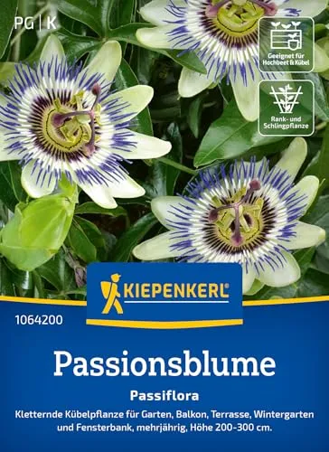 Kiepenkerl Passionsblumensamen Passiflora 1064200 - Kletternde Kübelpflanzen - Höhe 200 bis 300 cm - Inhalt für 20 Pflanzen - Wildblumensamen, Saagut, Blumenwiese