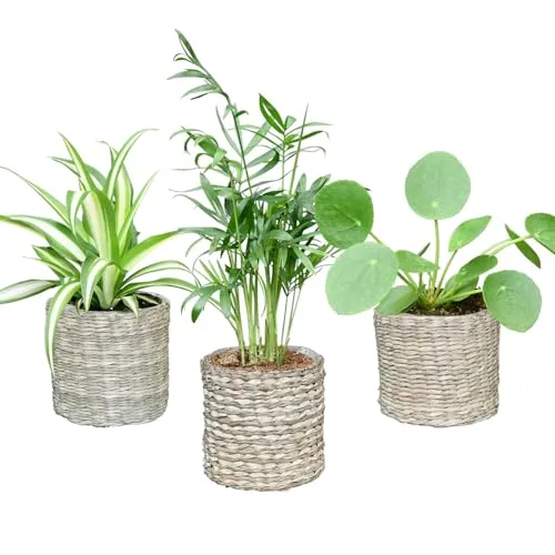 Mini Zimmerpflanzen mit Seegraskörben - Babypflanzen Trio Tierfreundlich - pflegeleichte Zimmerpflanzen - 3er Set im 9 cm Topf - Bergpalme Grünlilie Ufopflanze - frisch aus der Gärtnerei - Green Me Up