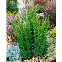 Buxus sempervirens ‘Graham Blandy’ - Säulen-Buchsbaum - Ziergehölze, immergrüner Strauch mit schmaler Wuchsform, ideal für schmale Standorte und formale Anlagen, pflegeleicht und formstabil.