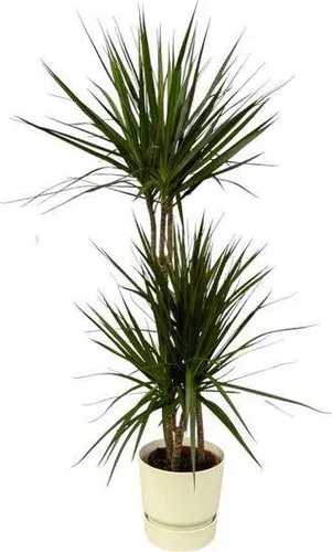 Dracaena Marginata – Drachenbaum – Zimmerpflanze ca. 120cm – Ø21cm – inkl. Pflanzgefäß Greenville Weiß D24xH23