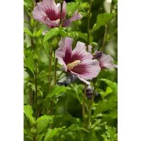 Hibiscus Syriacus Gartenhibiskus 80-100 cm