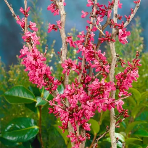Chinesischer Judasbaum 'Avondale', Höhe 40-60 cm, Topf 5 Liter, 2 Pflanzen