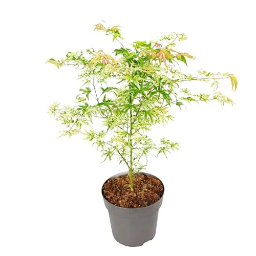 Acer palmatum 'Ukigumo' - Japanischer Ahorn - Winterharter Ahorn mit faszinierenden grünen Blättern und weißen sowie rosa Flecken. Ideal für kleine Gärten oder Balkone, pflegeleicht und beeindruckt im Herbst mit leuchtenden Farben.