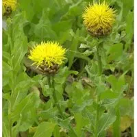 Produktbild Große Flockenblume