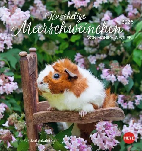 Kuschelige Meerschweinchen Postkartenkalender 2025: von Monika Wegler. Kleiner Kalender mit Porträts der putzigen Nager. Jeden Monat eine neue Postkarte aus dem Fotokalender. (Postkartenkalender Heye)