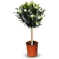 Pflanzen Weiß von Sunny Tree