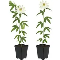 Produktbild Exotenherz Passionsblume Passiflora Avalanche 2er Set 11cm Topf