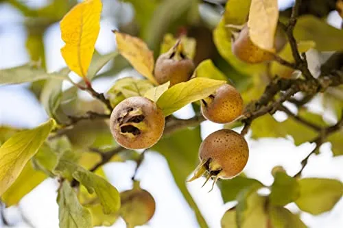 Mespilus germanica 125–150 cm – Winterhart, Mehrjährig, Pflegeleicht – Mispelbaum – Obstbaum für Garten & Terrasse