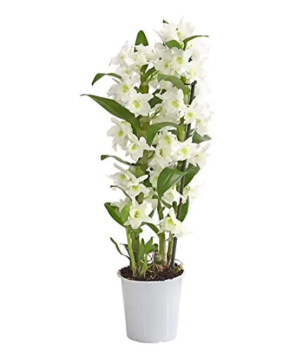 Dehner Traubenorchidee - Üppige weiße Blüten - Zimmerpflanze mit ca. 40-50 cm Höhe, ideal für Ost- oder Westfenster. Üppig blühende Orchidee, die Ihr Zuhause verschönert.