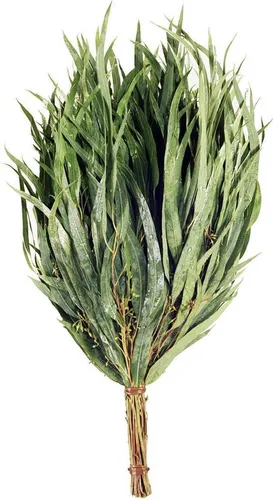 Eukalyptusreisig in grün von NesFin