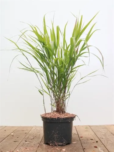 Hakonechloa macra 'Greenhills' - Japanisches Berggras, 1 St. - Gräser für schattige Beete, pflegeleicht und winterhart, mit elegant überhängenden, leuchtend grünen Blättern, die im Herbst goldgelb erstrahlen.