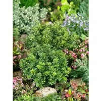 Berberis Thunbergii Kobold - Kompakte Heckenberberitze 25–30 cm - Die Berberis thunbergii ‘Kobold’ ist ein dekorativer Zierstrauch mit kugeligem Wuchs und intensiver Herbstfärbung. Ideal für Vorgärten, Beete und Kübelpflanzen, pflegeleicht und robust.