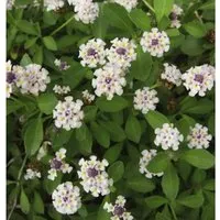 Teppich Verbene Summer Pearls - Phyla nodiflora