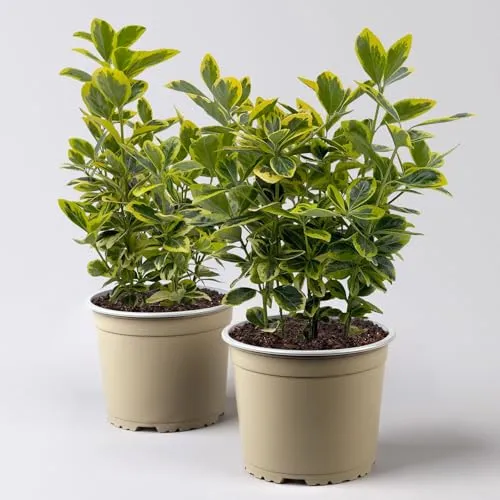 Japanischer Spindelstrauch, Euonymus japonicus 'Marieke', Topf-Ø 17 cm, 2er-Set