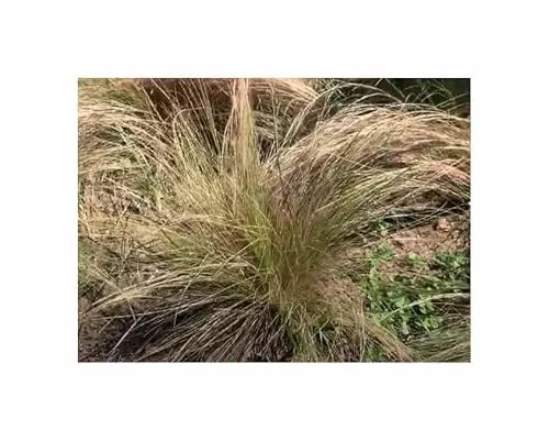 Stk - 10x Nassella tenuissima Zartes Dünnblättriges Federgras Pflanzen - Samen ID1724 - Seeds & Plants Shop by Ipsa