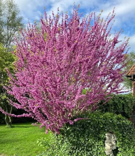 BALDUR Garten Cercis 'Avondale', Judasbaum, Ziergehölz im 9x9 cm-Topf - Pflegeleichter Judasbaum mit rosa Blüten im Frühling. Ideal für sonnige bis halbschattige Standorte. Wuchshöhe ca. 200-400 cm, winterhart und mehrjährig.
