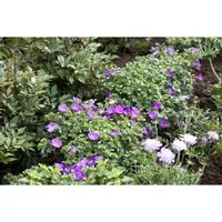 Geranium Sanguineum Max Frei Blutstorchschnabel Ca. 9x9 cm Topf