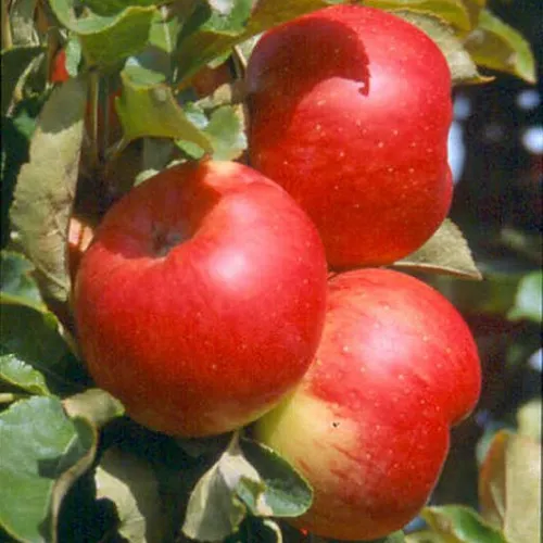 Säulenapfel Sonate (S) zweijährig 7,5 Liter Topfballen in rot von Grüner Garten Shop