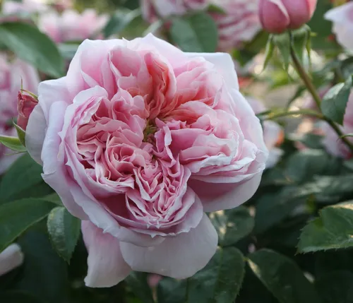 Dehner Edelrose Schöne Maid® von Züchter Tantau - Robuste Edelrose mit gefüllten, duftenden rosa Blüten. Ideal für den Garten und als Schnittblume. Wächst kräftig im 6 l Topf und begeistert von Juni bis Oktober.