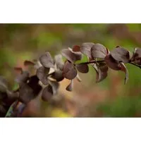 Berberis ottawensis 'Superba' 40-60 cm