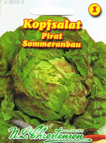 Kopfsalat Pirat Sommeranbau
