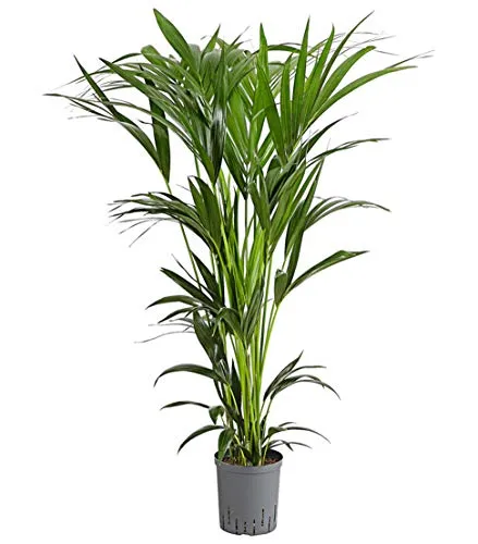 Dehner Kentia-Palme, Howea forsteriana, 90-100 cm von DEHN