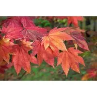 Acer Japonicum Indian Summer Japanischer Ahorn 175–200 cm - Der Japanische Ahorn Acer japonicum Indian Summer begeistert mit seiner farbenfrohen Herbstfärbung und harmonischer Wuchsform. Ideal als Solitär oder Kübelpflanze, bringt er Ausdruck und Eleganz in jeden Garten.