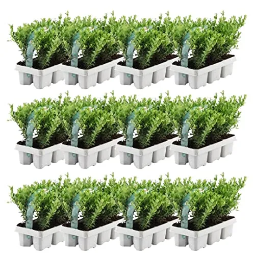Produktbild Ilex crenata 'Jenny' Stechpalme Pflanzen