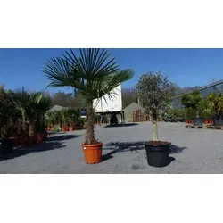 Olivenbaum + XXL Palme im Set - Bäume, Sträucher & Hecken: Winterhartes Set mit hochwertigem Olivenbaum und beeindruckender Trachycarpus Palme für mediterranes Flair im Garten.