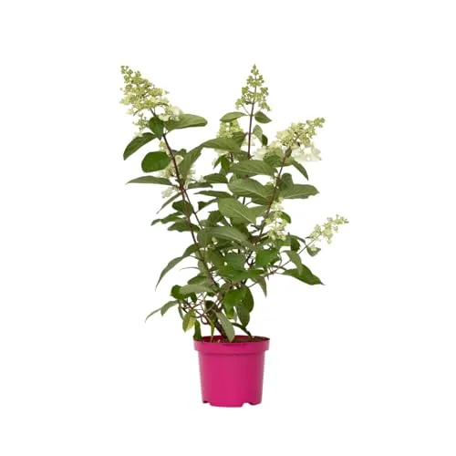 Plant in a Box - Hortensie- Hydrangea paniculata “Pinky Winky”- Höhe 25-40cm -Topf 19cm - Winterharte Gartenpflanze