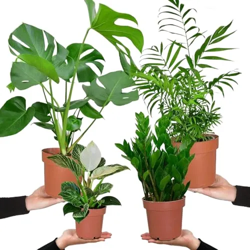 4er Zimmerpflanzen Set – Bergpalme, Monstera, Philodendron Birkin & Glücksfeder - Zimmerblumen Set mit pflegeleichten Pflanzen für frisches Raumklima. Ideal für Wohnung & Büro, sorgt für eine entspannende Atmosphäre.