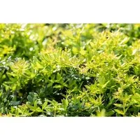 Pflanzen für Dich Gehölze Berberis frikartii 'Verrucandi' - Ziergehölz, pflegeleichte und winterharte Berberitze mit leuchtend grünen Blättern, ideal für Hecken und als Solitärpflanze, zieht Bienen und Vögel an.