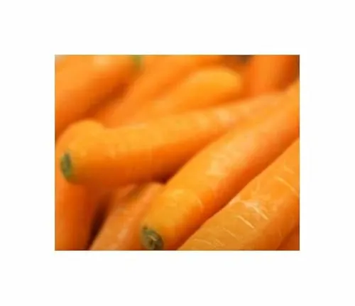 3,5g Möhren(Pillensaat) Lange rote stumpfe,o.Herz Garten Pflanzen - Samen F-S215 - Seeds & Plants Shop by Ipsa