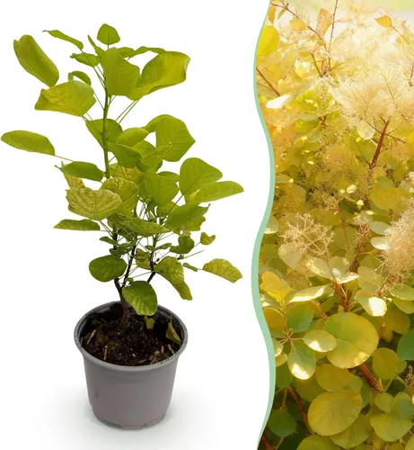 GreenboutiQ