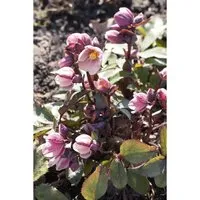 Produktbild Helleborus Pink Frost – Edle Lenzrose im 2-3 Liter Container