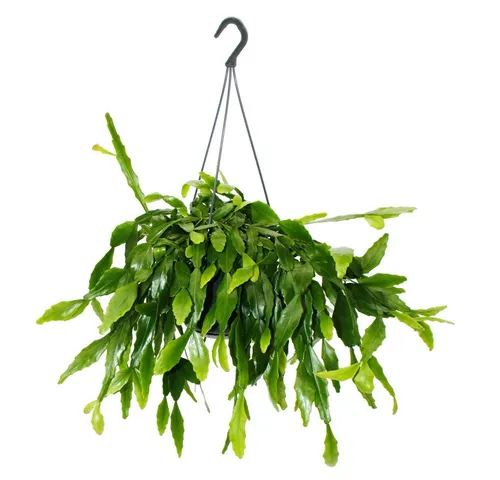 Exotenherz Urban Jungle Elegance von Exotenherz