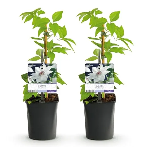 Produktbild GreenboutiQ