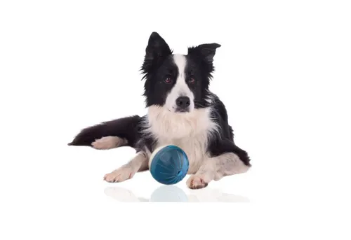 Rohrschneider Tier-Intelligenzspielzeug