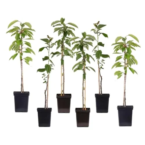 Plant in a Box - Apfelbäume Set mit 6 - Malus 'Braeburn', 'Golden Delicious', 'Malus Gala' - Obstsamen & -pflanzen: Hochwertige Apfelbäume mit schmackhaften Früchten, ideal für Ihren Garten. Lieferung im stabilen Topf, Höhe 60-70cm, schützt vor Transportschäden.